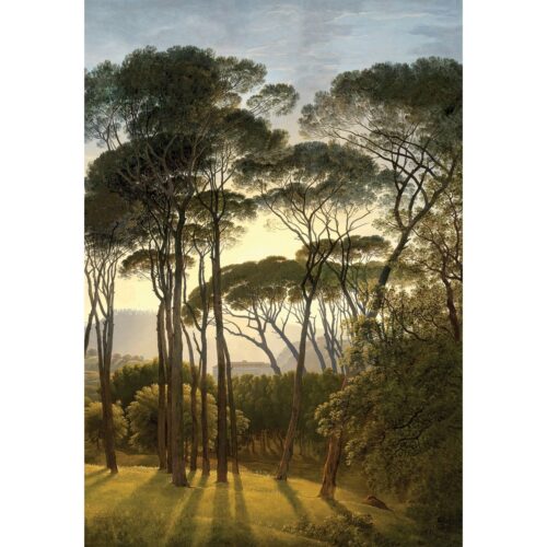 Fototapéta Old Trees 180 x 255 cm