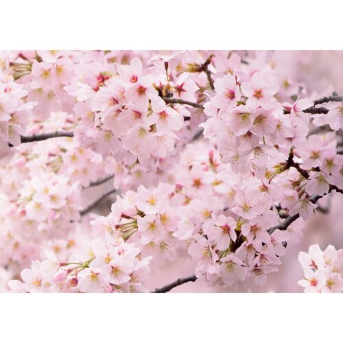 Fototapéta Sakura 180 x 127 cm