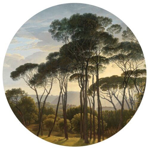 Kör alakú fotótapéta Old Trees 125 x 125 cm