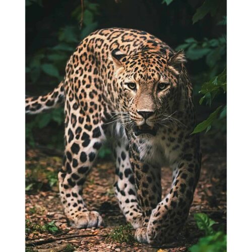 Leopard green gyermek takaró