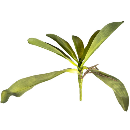 Mű orchidea levél gyökerekkel