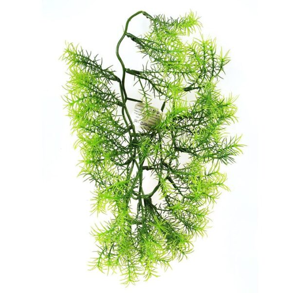 Művirág Asparagus