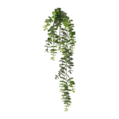 Művirág Eucalyptus függő