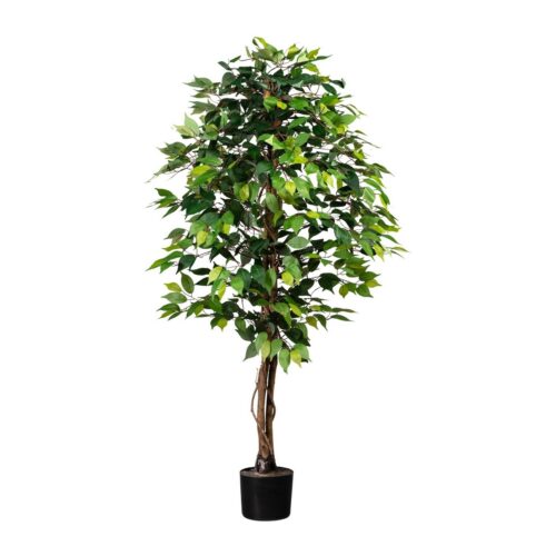 Művirág Ficus benjamin