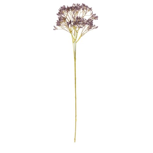 Művirág Gypsophila sötét lila