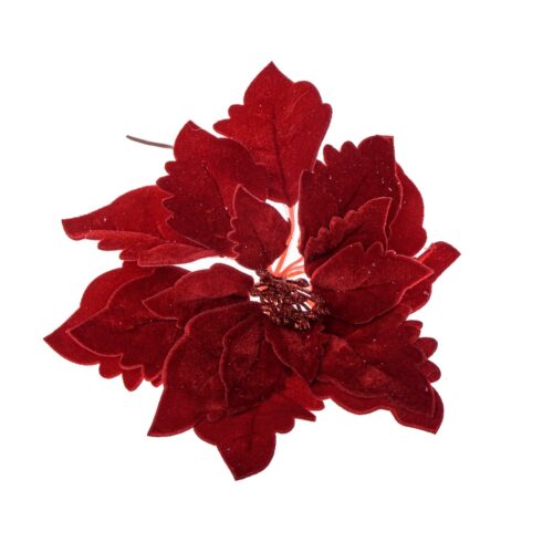 Nagy Poinsettia virág