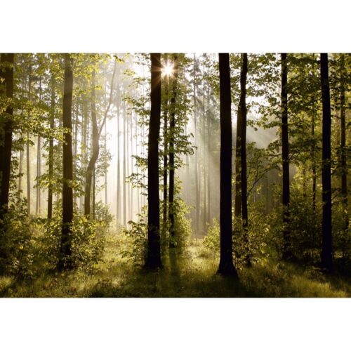 Reggeli erdő XXL fotó tapéta 360 x 270 cm