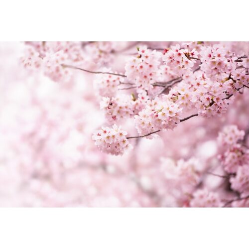 Sakura XXL fotó háttérkép 360 x 254 cm