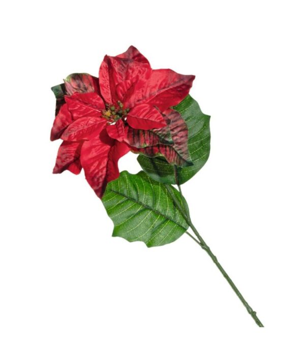 LEONARDO CALDO mikulásvirág 70cm